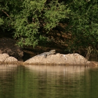 Krokodyl nilowy - Crocodylus niloticus - Nile crocodile