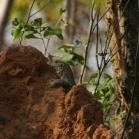 Waran nilowy - Varanus niloticus - Nile monitor