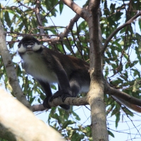 Koczkodan rudoogonowy - Cercopithecus ascanius - Red-tailed monkey