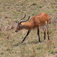Kob żółty - Kobus kob - Kob