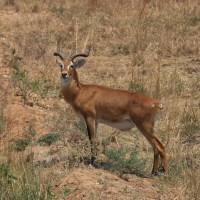 Kob żółty - Kobus kob - Kob