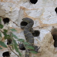 Waran nilowy - Varanus niloticus - Nile monitor