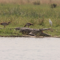 Krokodyl nilowy - Crocodylus niloticus - Nile crocodile