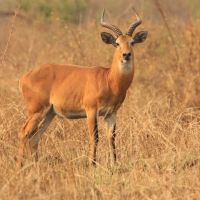 Kob żółty - Kobus kob - Kob