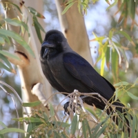 Wrona orientalna - Corvus splendens  - House Crow