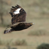 Orlik długoczuby - Lophaetus occipitalis - Long-crested Eagle