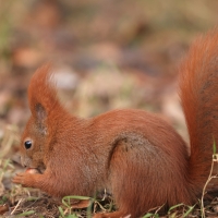 Wiewiórka ruda - Sciurus vulgaris - Red squirrel