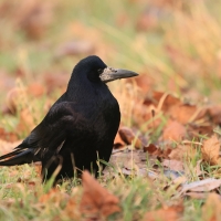 Gawron - Corvus frugilegus - Rook