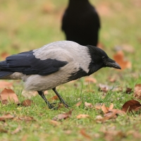 Wrona siwa - Corvus cornix - Hooded Crow