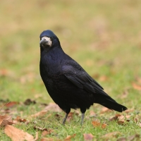 Gawron - Corvus frugilegus - Rook