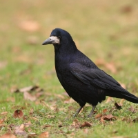 Gawron - Corvus frugilegus - Rook