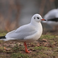 Śmieszka - Chroicocephalus ridibundus - Black-headed Gull
