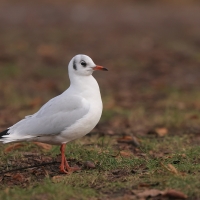 Śmieszka - Chroicocephalus ridibundus - Black-headed Gull