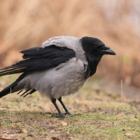 Wrona siwa - Corvus cornix - Hooded Crow