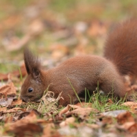 Wiewiórka ruda - Sciurus vulgaris - Red squirrel