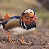 Mandarynka - Aix galericulata - Mandarin Duck