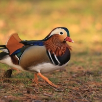 Mandarynka - Aix galericulata - Mandarin Duck