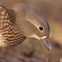 Mandarynka - Aix galericulata - Mandarin Duck