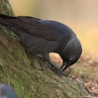 Kawka - Corvus monedula - Eurasian Jackdaw