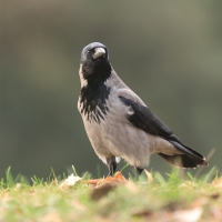 Wrona siwa - Corvus cornix - Hooded Crow