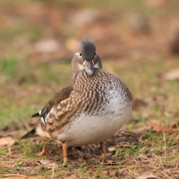 Mandarynka - Aix galericulata - Mandarin Duck