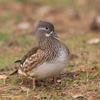 Mandarynka - Aix galericulata - Mandarin Duck