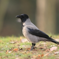 Wrona siwa - Corvus cornix - Hooded Crow