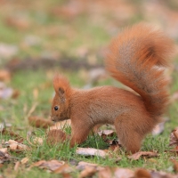 Wiewiórka ruda - Sciurus vulgaris - Red squirrel
