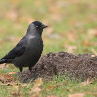 Kawka - Corvus monedula - Eurasian Jackdaw