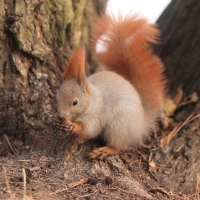 Wiewiórka ruda - Sciurus vulgaris - Red squirrel