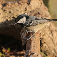 Sosnówka - Periparus ater - Coal Tit