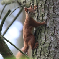 Wiewiórka ruda - Sciurus vulgaris - Red squirrel