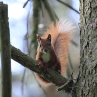 Wiewiórka ruda - Sciurus vulgaris - Red squirrel