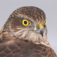 Krogulec - Eurasian Sparrowhawk