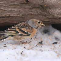 Jer - Fringilla montifringilla - Brambling