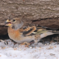 Jer - Fringilla montifringilla - Brambling