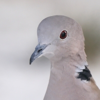 Sierpówka - Streptopelia decaocto - Eurasian Collared Dove
