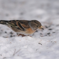 Jer - Fringilla montifringilla - Brambling