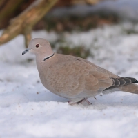 Sierpówka - Streptopelia decaocto - Eurasian Collared Dove