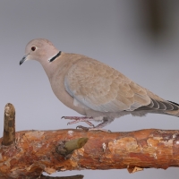 Sierpówka - Streptopelia decaocto - Eurasian Collared Dove