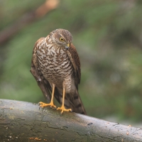 Krogulec - Eurasian Sparrowhawk