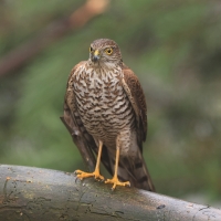 Krogulec - Eurasian Sparrowhawk