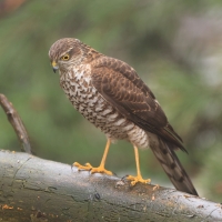 Krogulec - Eurasian Sparrowhawk