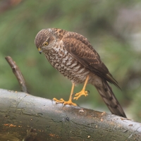 Krogulec - Eurasian Sparrowhawk