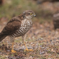Krogulec - Eurasian Sparrowhawk