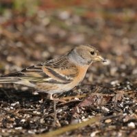 Jer - Fringilla montifringilla - Brambling