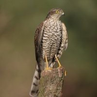 Krogulec - Eurasian Sparrowhawk