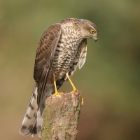 Krogulec - Eurasian Sparrowhawk