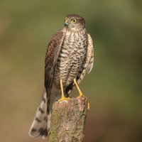Krogulec - Eurasian Sparrowhawk