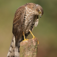 Krogulec - Eurasian Sparrowhawk